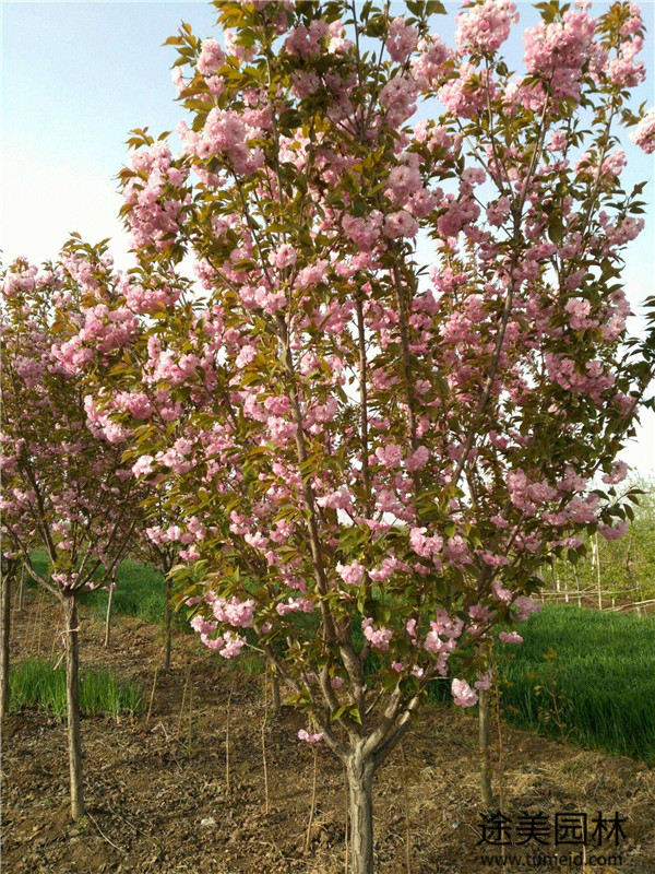 四川櫻花基地實拍圖